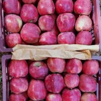 سیب قرمز درجه یک و دو درسردخانه|خوردنی و آشامیدنی|تبریز, |دیوار