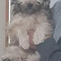 سگ شیتزو|سگ|قم, پردیسان|دیوار