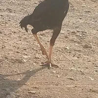 خروسی لاری اصل پنج ماه|حیوانات مزرعه|مهاباد (آذربایجان غربی), |دیوار