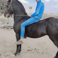 فروش اسب مادیان