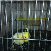 جوجه عروس هلندی نر ۲دوماهه با قفس دون خور شده|پرنده|کوهدشت, |دیوار