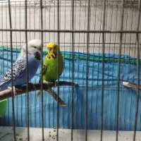 جفت مرغ عشق انگلیسی