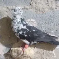 بزک نر پرشی|پرنده|شیروان (خراسان), |دیوار