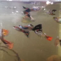 ماهی کوپی 3، 4 ماهه