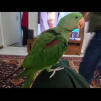 گم شده