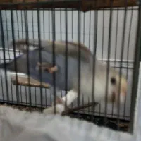 طوطی کوتوله برزیلی ،رنگ خاص،سالم،نوشهر|پرنده|نوشهر, |دیوار