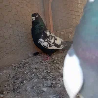 کفتر|پرنده|مشهد, محمدآباد|دیوار