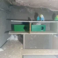 یک جفت کفتر ومرغ عشق|پرنده|سبزوار, قصبه غربی|دیوار