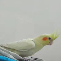 عروس هلندی|پرنده|قم, ولیعصر|دیوار