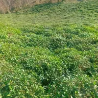 زمین-با-سند-تک-برگ