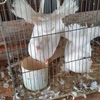 کبوتر دم چتری امریکایی|پرنده|رشت, جانبازان|دیوار