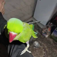 پرنده طوطی ملنگو|پرنده|شیراز, کرونی(خاتونک)|دیوار