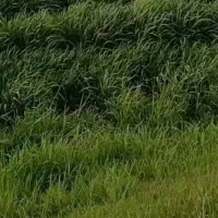 یک-هکتارزمین-کشاورزی-دیم-برجاده-کرمانشاه-روانسر