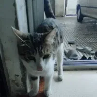 گربه رایگان|گربه|آزادشهر, |دیوار