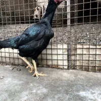 مرغ اوشامو سیاه