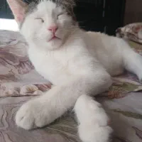 دوتا گربه نر ماده خوشگل سفید