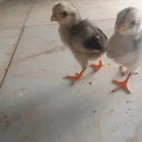 جوجه لاری