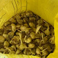 سیر سفید خشک