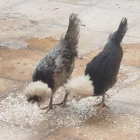 ۲جوجه مرغ سیاه لهستانی زینتی فوری کاکلی