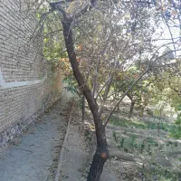 مقداری چوب ذغالی ودرخت های بادام توت گردو دیگر|خدمات باغبانی و درختکاری|رودهن, |دیوار