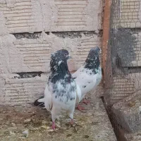 کبوتر طوقی کله دم سبز سرخ|پرنده|برخوار, |دیوار