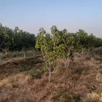 دامداری و باغ پسته|فروش دفتر صنعتی، کشاورزی، تجاری|سبزوار, قصبه غربی|دیوار