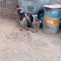 لاس سبز