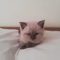 شاه طوله هیمالین