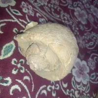 فسیل|کلکسیون اشیاء عتیقه|جیرفت, |دیوار