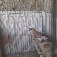 سهره.قناری.مرغ عشق.فنچ.کتوله|پرنده|شیراز, شهرک نیروی انتظامی|دیوار