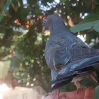 کبوتر ابادانی|پرنده|رشت, پل تالشان|دیوار