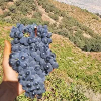 چقندر قند و رسمی