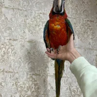 جوجه طوطی ارا هارلی کویین ماکائو کاکادو کاسکو