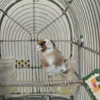 سهره دورگ سرسیا ماده جوجه قفسی زیر دهنی پر زور|پرنده|شیراز, رکنآباد|دیوار