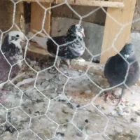 کبوتر کفتر پرشی