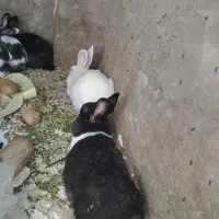 حراج خرگوش خانگی|موش و خرگوش|مهاباد (آذربایجان غربی), |دیوار