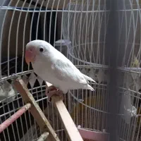 طوطی برزیلی