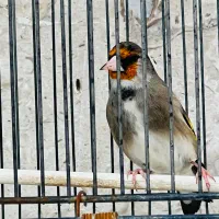 سهره‌دورگ زاغ کرمونی ندار