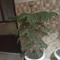 گل کاج مطبغ|گل و گیاه طبیعی|شاهدشهر, |دیوار