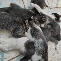 واگذاری بچه گربه
