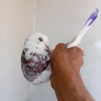 کفتر ماده مایه