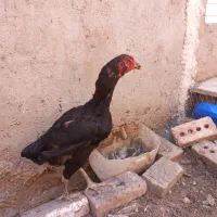 مرغ لاری