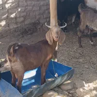 18ملیون|حیوانات مزرعه|سیب و سوران, |دیوار