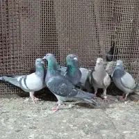 کبوتر|پرنده|رضویه, |دیوار