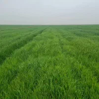 زمین کشاورزی هویزه|فروش زمین و ملک کلنگی|سوسنگرد, |دیوار