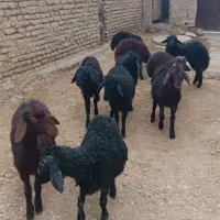 بره ای نر قرقزل قرمز قزل افشار|حیوانات مزرعه|میاندوآب, |دیوار