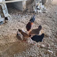 6عدد مرغ تخمگذار بایک عدد خروس جوان کاملا سالم
