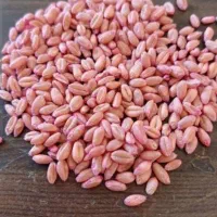 گندم آبی بذری ۲۹هزار