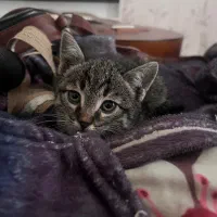 گربه dsh ماده دو ماهه