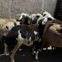 10 راس میش پلنگی درجه یک آبستن فروشی